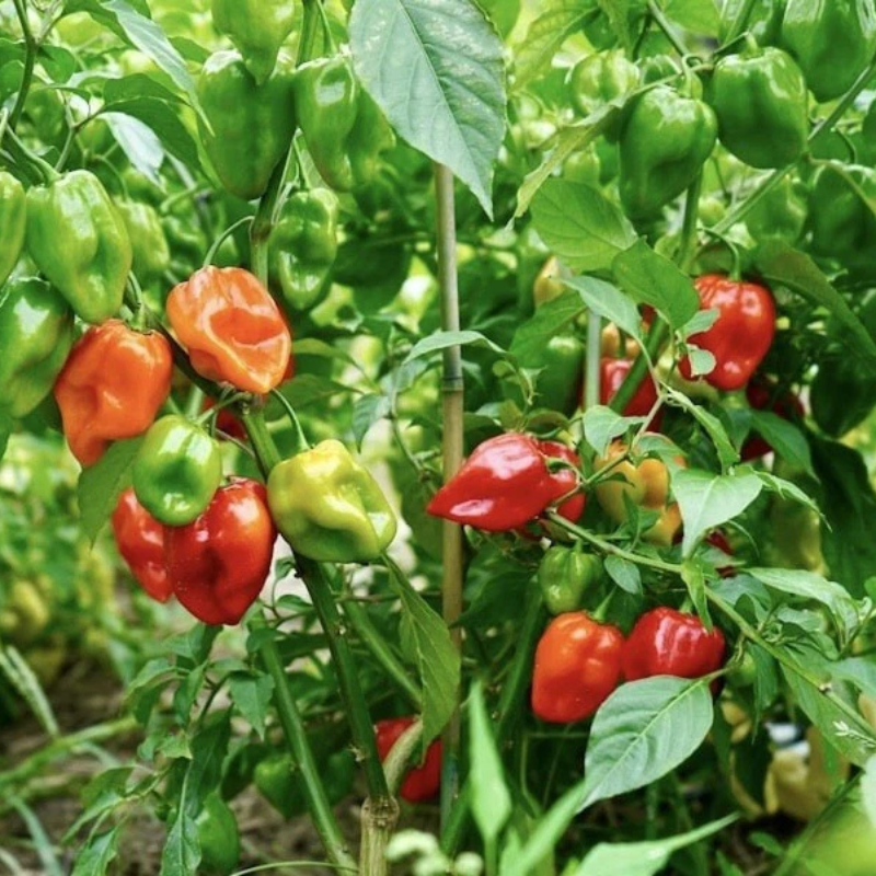 Colorful habanero peppers maturing on productive pepper plants. HarvestNest Seeds