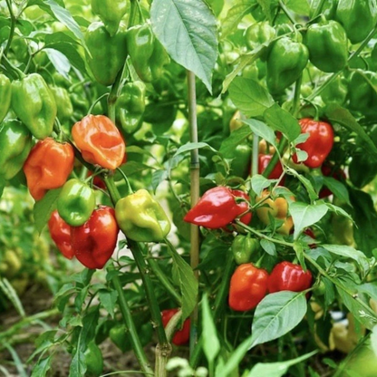 Colorful habanero peppers maturing on productive pepper plants. HarvestNest Seeds