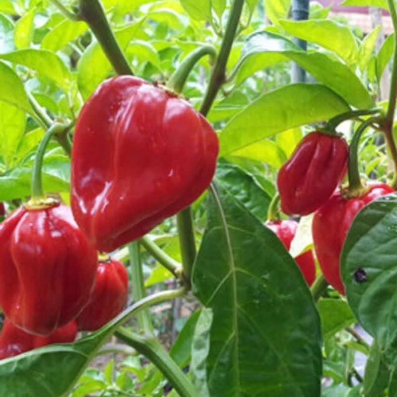 60 Habanero Pepper Seeds | Heirloom Non-GMO