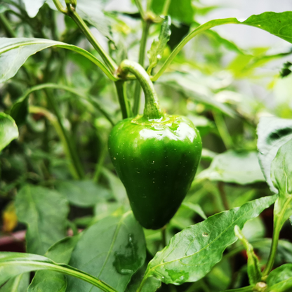60 Habanero Pepper Seeds | Heirloom Non-GMO