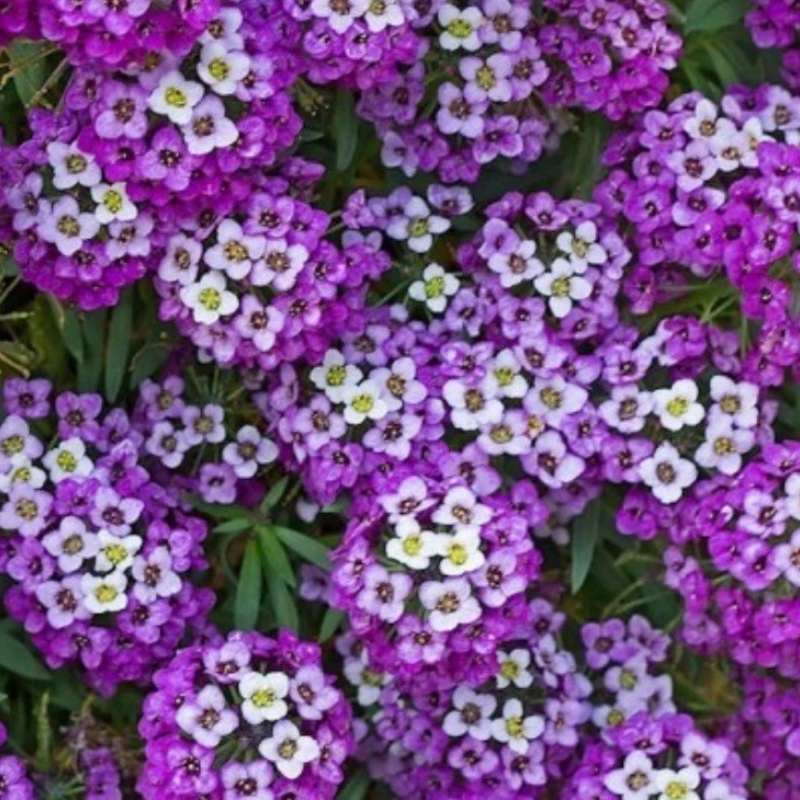 675 Alyssum 'Royal Carpet' Purple Flower Seeds