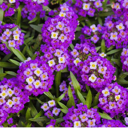 Royal Carpet Alyssum covered in vibrant purple blooms, creating a fragrant ground cover that attracts bees, butterflies, and pollinators. HarvestNest Seeds