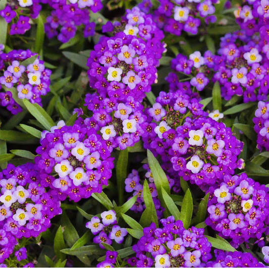 Royal Carpet Alyssum covered in vibrant purple blooms, creating a fragrant ground cover that attracts bees, butterflies, and pollinators. HarvestNest Seeds