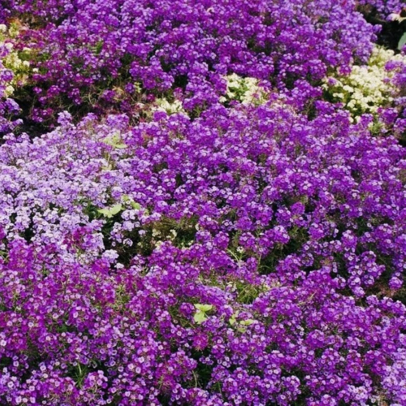 Royal Carpet Alyssum forming a dense carpet of fragrant purple flowers, perfect for borders, ground cover, and pollinator-friendly gardens. HarvestNest Seeds