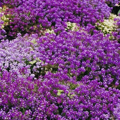 Royal Carpet Alyssum forming a dense carpet of fragrant purple flowers, perfect for borders, ground cover, and pollinator-friendly gardens. HarvestNest Seeds