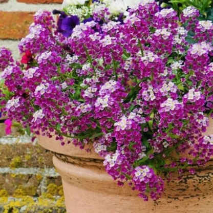 675 Alyssum 'Royal Carpet' Purple Flower Seeds