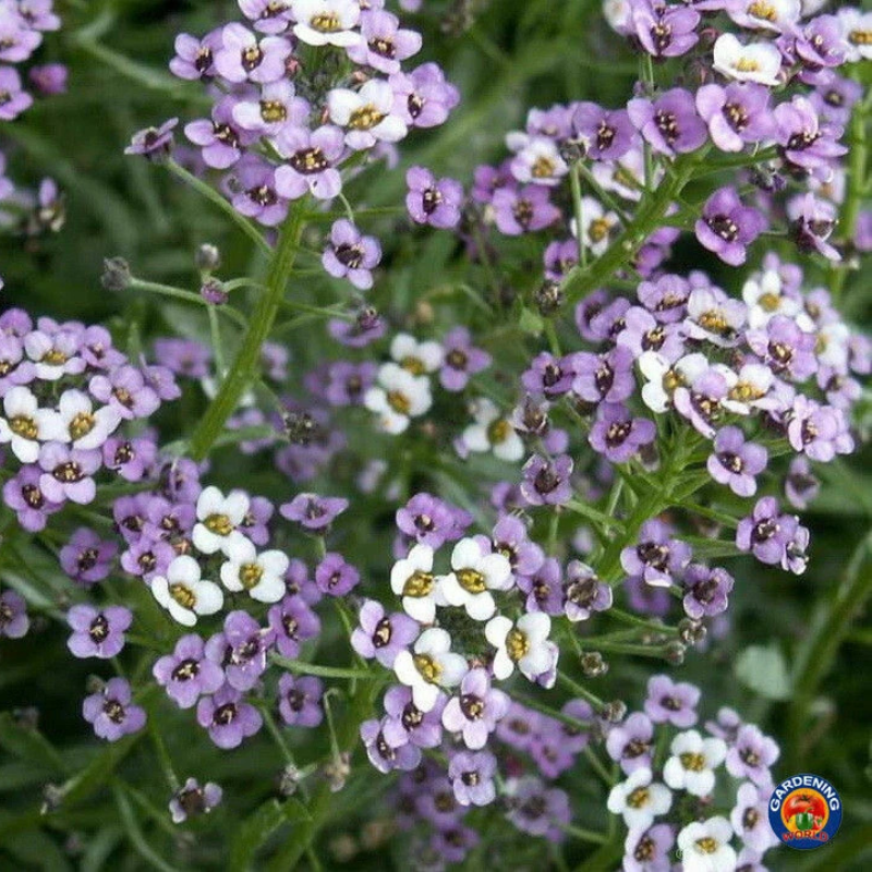 675 Alyssum 'Royal Carpet' Purple Flower Seeds