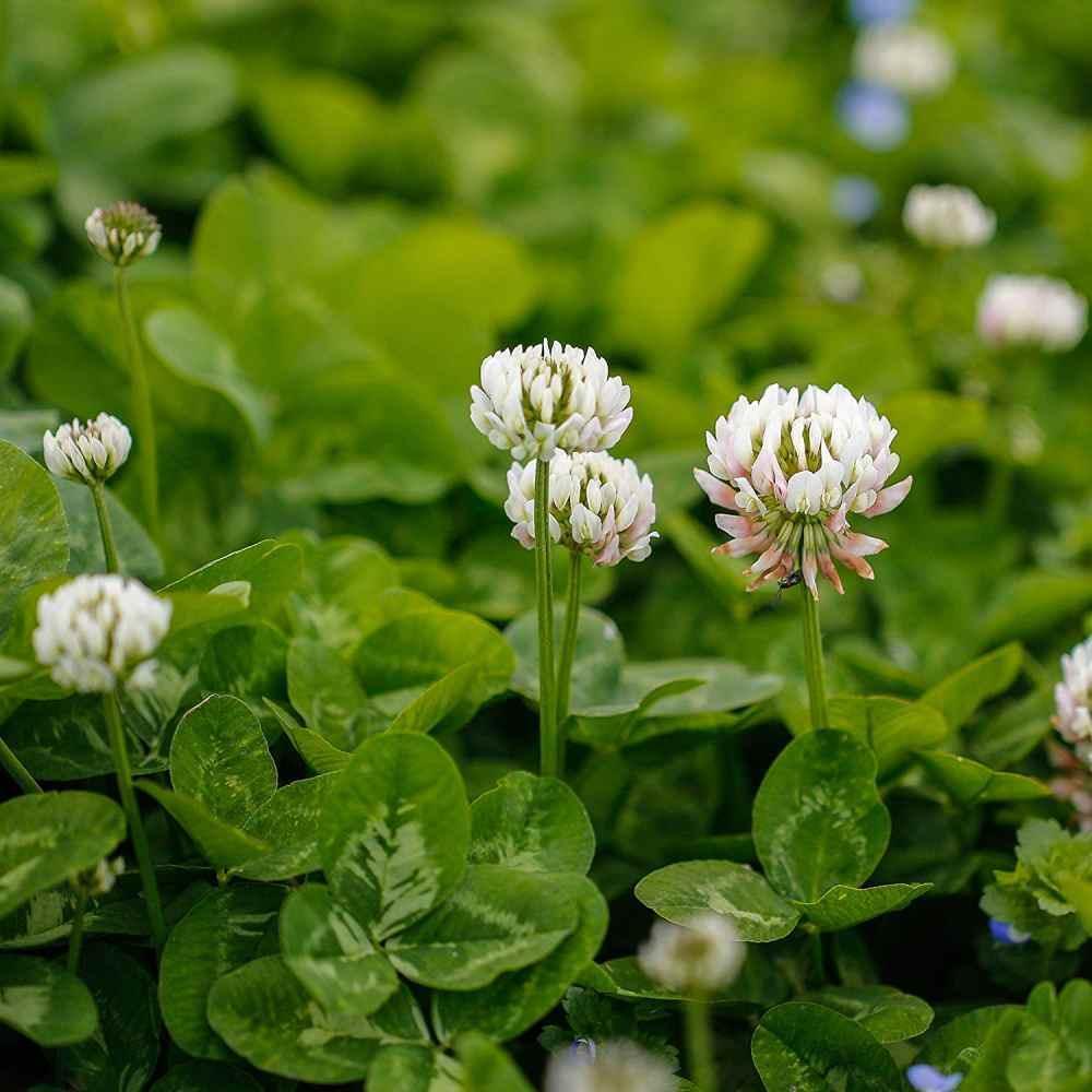 White flowers with green leaves in a natural setting - HarvestNest Seeds