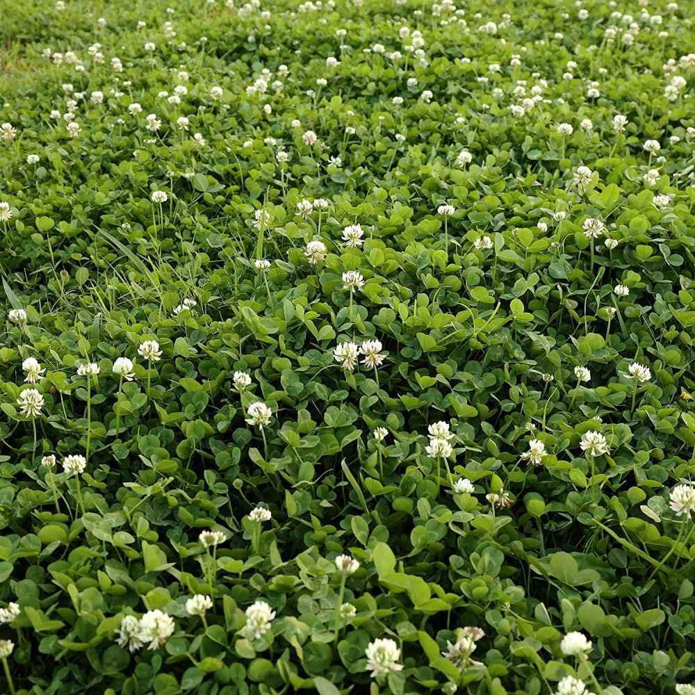 Field of green clover with white flowers - HarvestNest Seeds