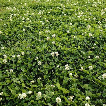 Field of green clover with white flowers - HarvestNest Seeds