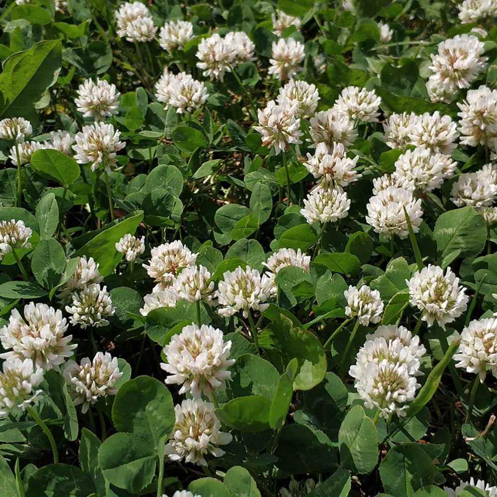 White flowers with green leaves on a field - HarvestNest Seeds