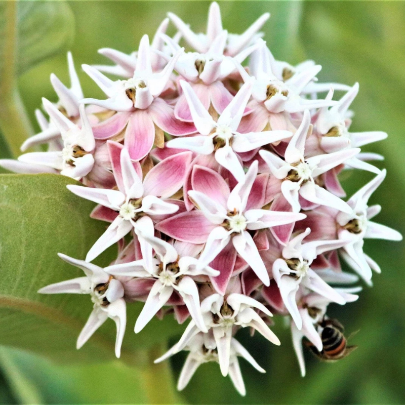 Showy Milkweed (Greek Milkweed) flowers with soft pink blooms, perfect for butterfly gardens and pollinator-friendly landscapes. HarvestNest Seeds