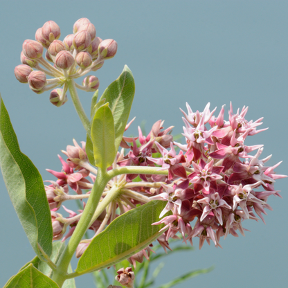 75 Showy Milkweed Seeds – Greek Milkweed
