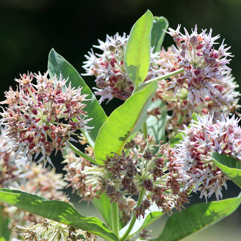 75 Showy Milkweed Seeds – Greek Milkweed
