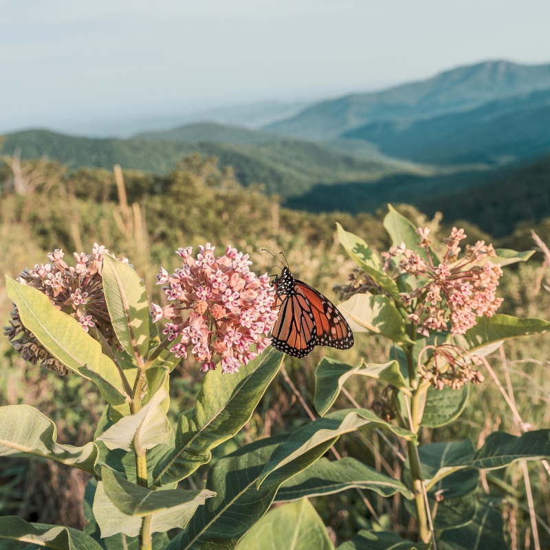 Showy Milkweed with monarch butterfly, perfect for pollinator gardens, butterfly habitats, and native wildflower landscapes. HarvestNest Seeds