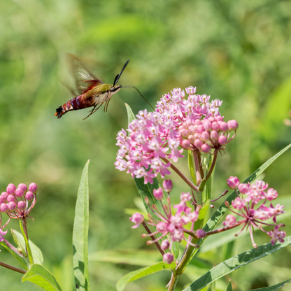 75 Showy Milkweed Seeds – Greek Milkweed
