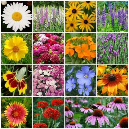 5000 All Perennial Wildflower Mix  Seeds – 17 Species