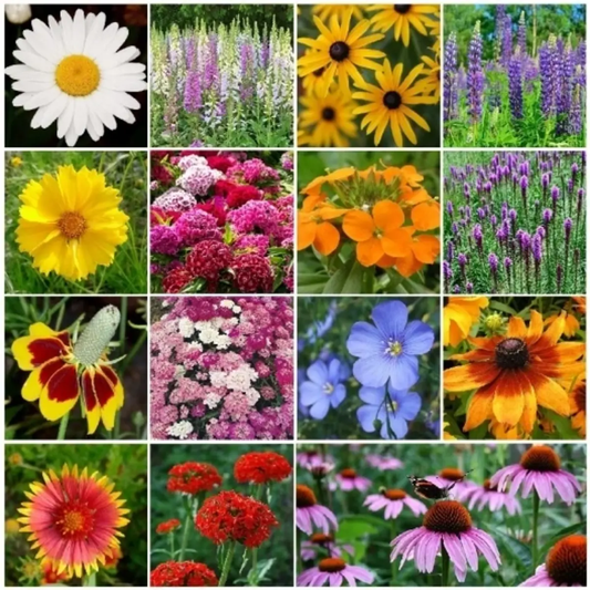 5000 All Perennial Wildflower Mix  Seeds – 17 Species