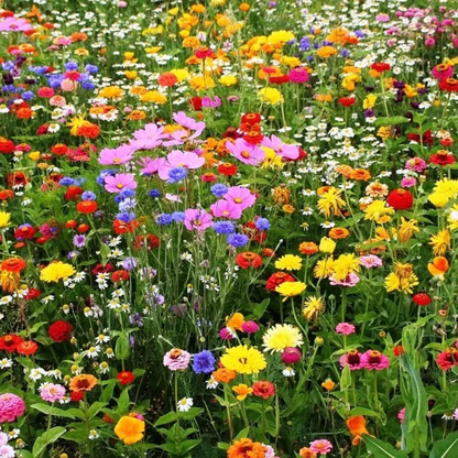 5000 All Perennial Wildflower Mix  Seeds – 17 Species
