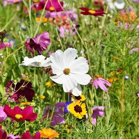 5000 All Perennial Wildflower Mix  Seeds – 17 Species