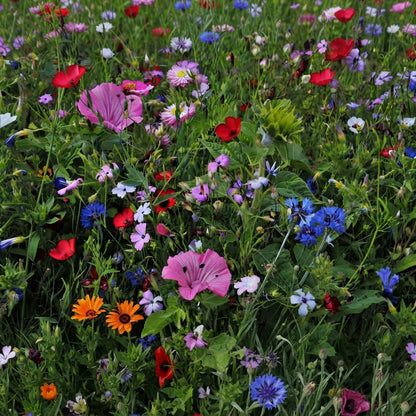Perennial wildflower seed mix with colorful pink, red, blue, orange and purple blooms. HarvestNest Seeds