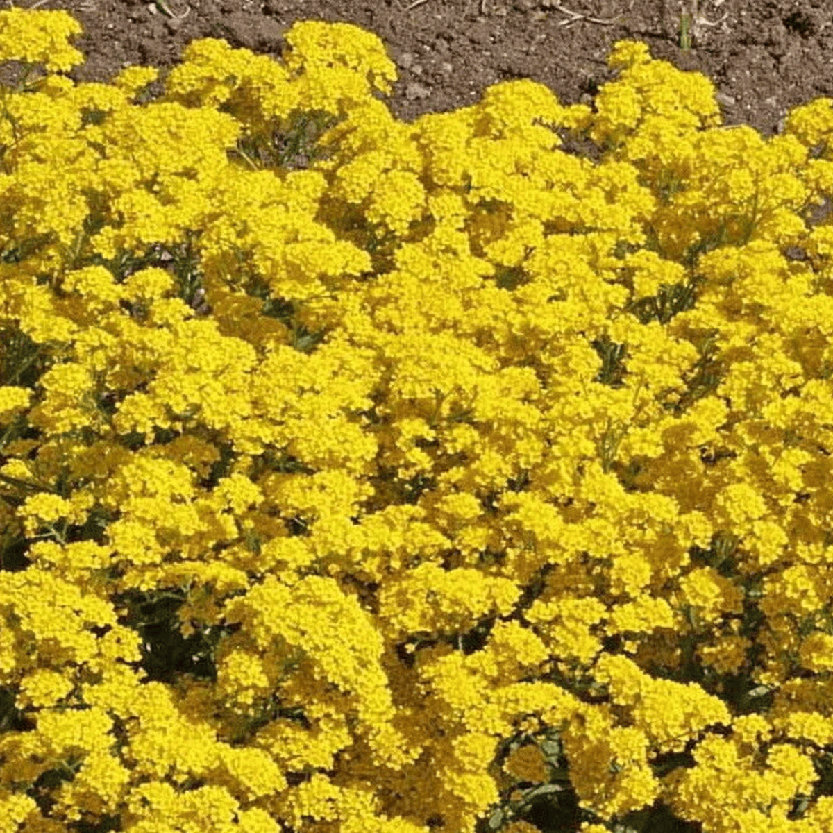 AlyssumBasketofGoldSeeds
