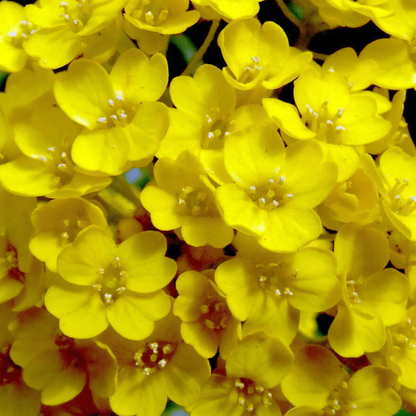 AlyssumBasketofGoldSeeds_1