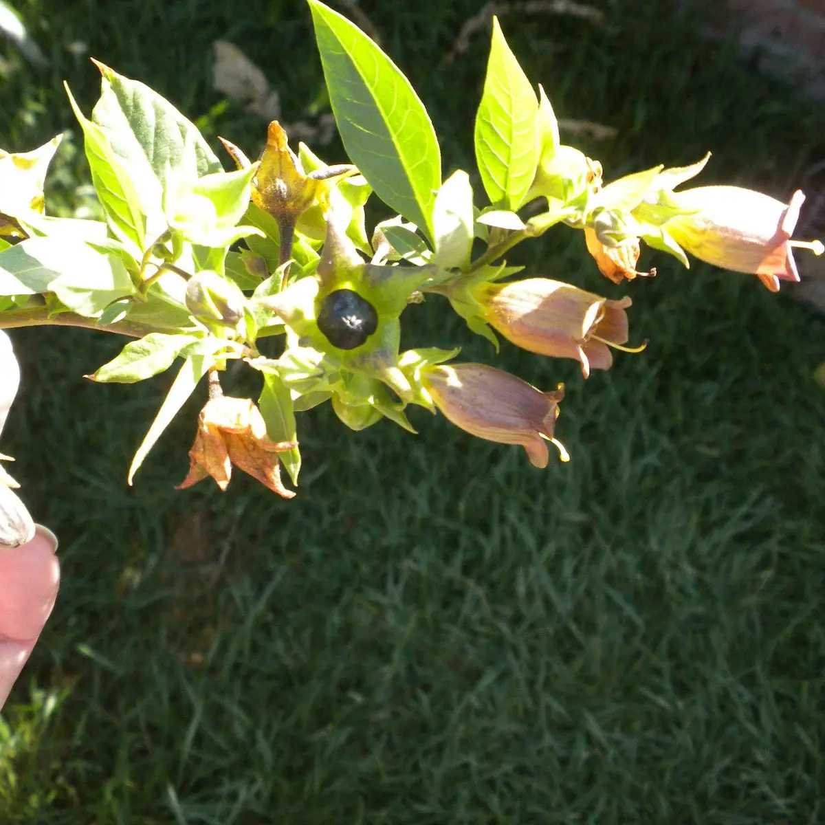 100 Rare Deadly Nightshade Seeds – Atropa belladonna