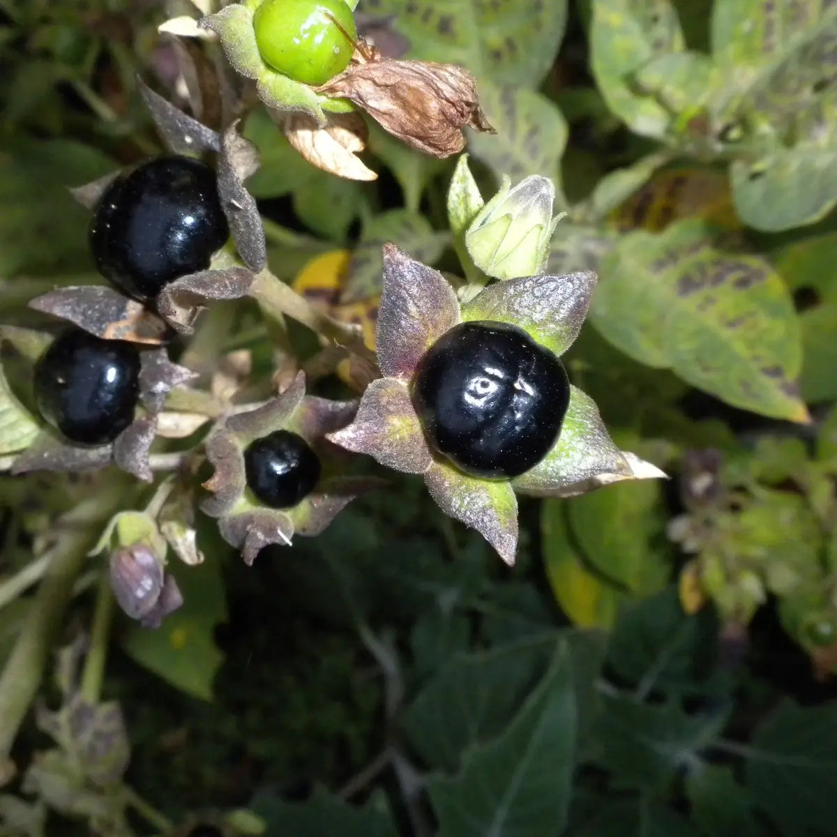 100 Rare Deadly Nightshade Seeds – Atropa belladonna