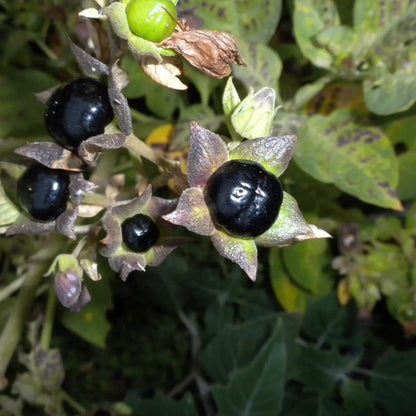 100 Rare Deadly Nightshade Seeds – Atropa belladonna