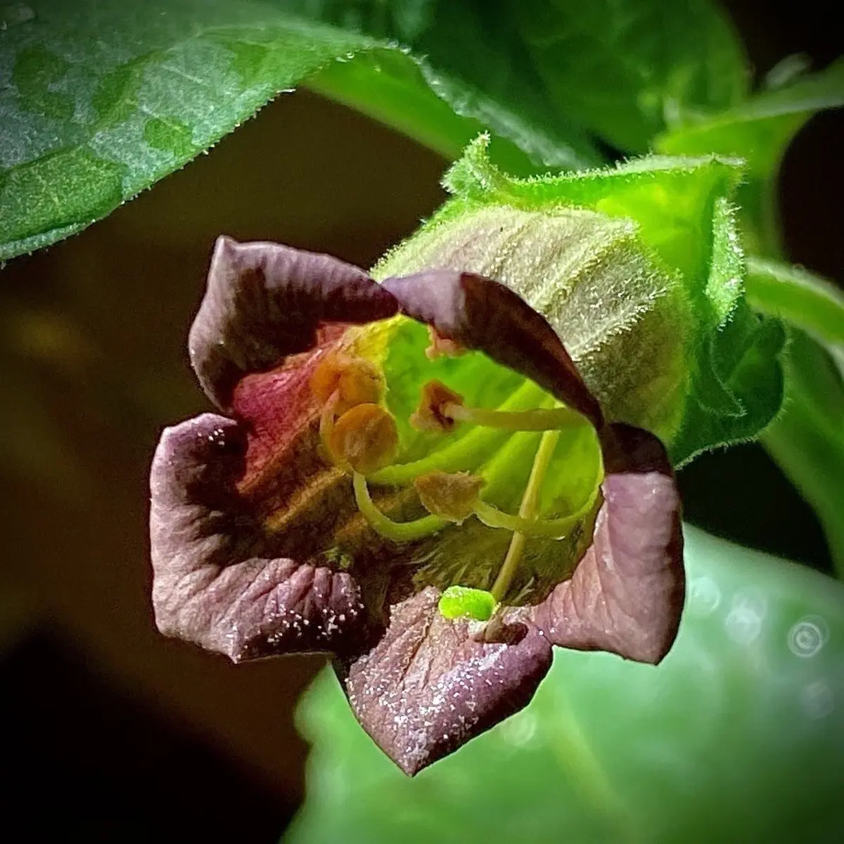 100 Rare Deadly Nightshade Seeds – Atropa belladonna