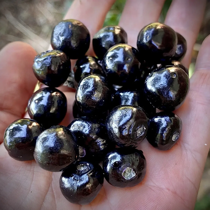 100 Rare Deadly Nightshade Seeds – Atropa belladonna