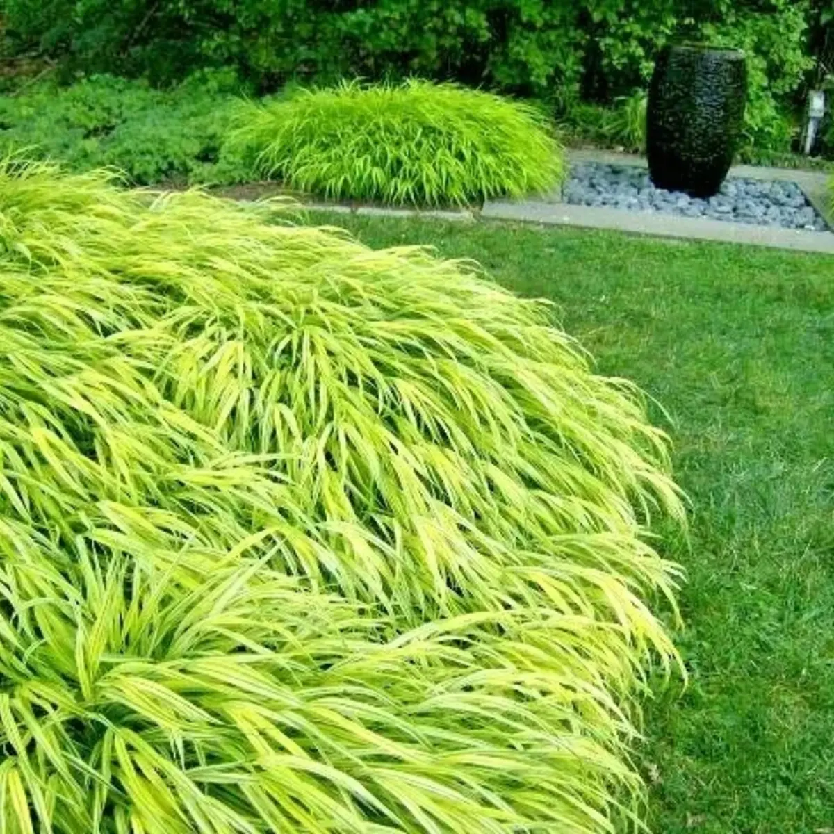 Lush green grass with a decorative black vase in a garden setting - HarvestNest Seeds
