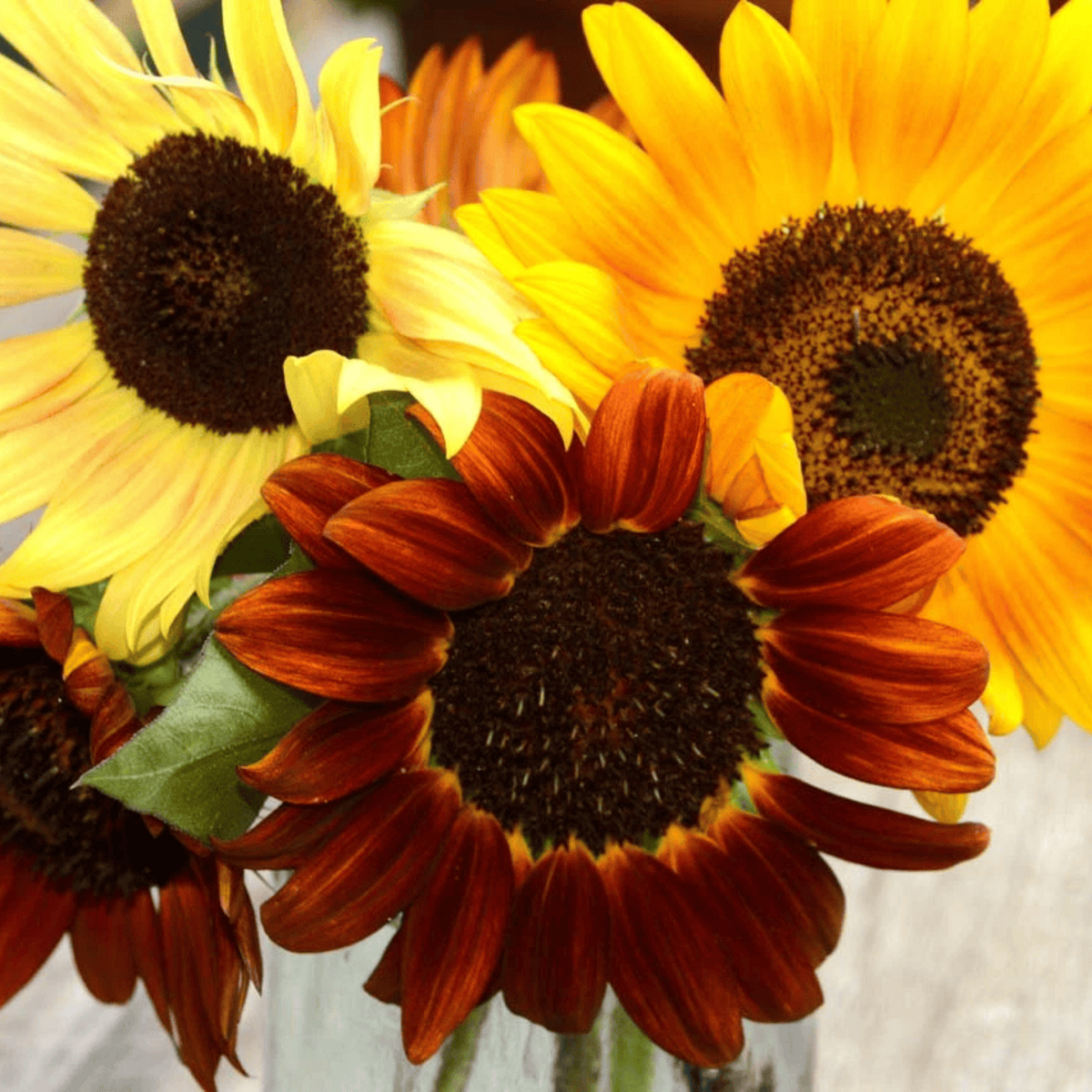300 Autumn Beauty Sunflower Mix Seeds