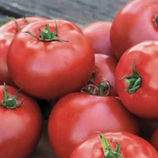 10 Better Boy Tomato Seeds VFN (F1 Hybrid) | Non-GMO