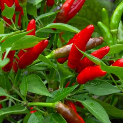 50 Bird’s Eye Chili Pepper Seeds | Heirloom | NON-GMO