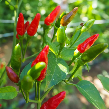 50 Bird’s Eye Chili Pepper Seeds | Heirloom | NON-GMO