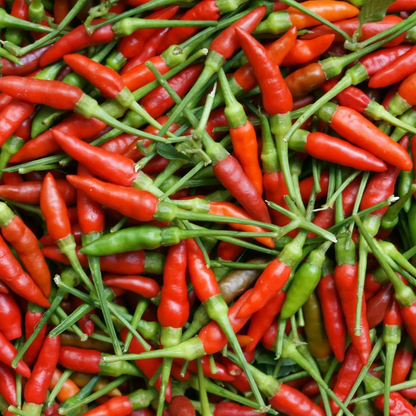 50 Bird’s Eye Chili Pepper Seeds | Heirloom | NON-GMO