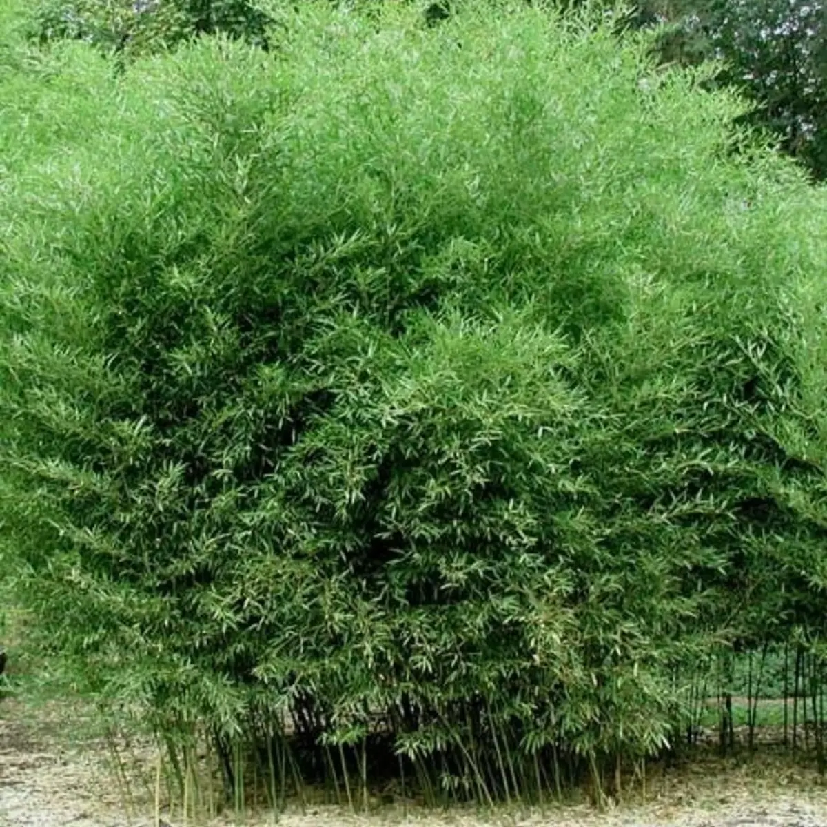 Tall green shrub or small tree with dense foliage