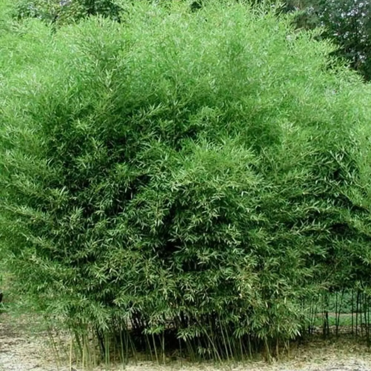 Tall green shrub or small tree with dense foliage