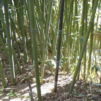 50 Bissetii Bamboo Seeds | Fast-Growing Privacy Screen & Garden Bamboo