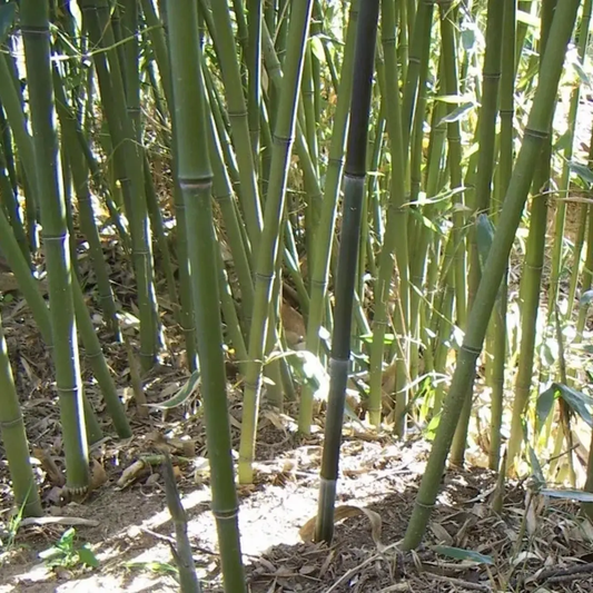 50 Bissetii Bamboo Seeds | Fast-Growing Privacy Screen & Garden Bamboo
