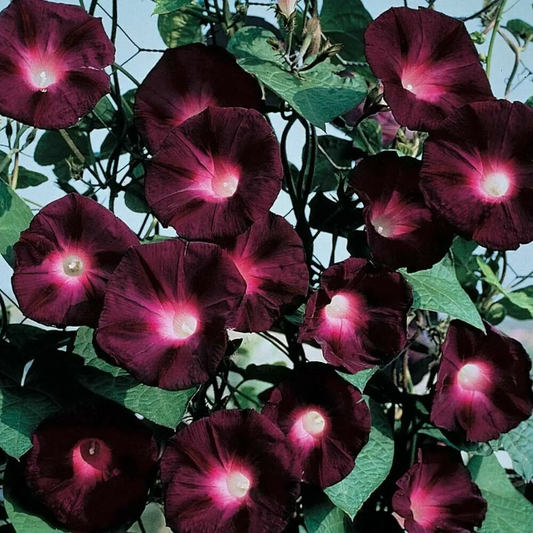 Close-up of dark purple flowers with green leaves against a blue sky. HarvestNest Seeds