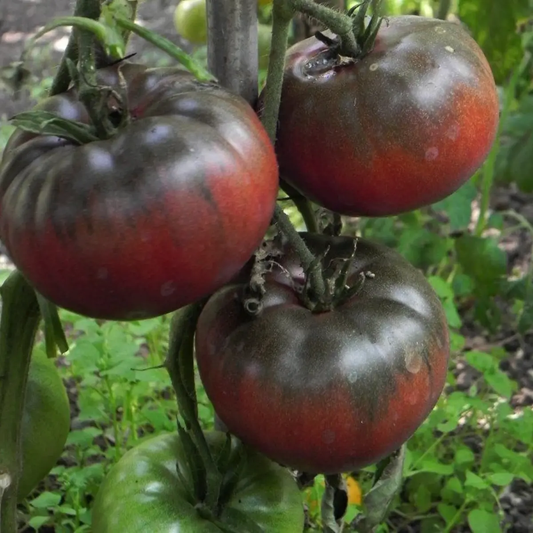 Ripe tomatoes on a vine with a natural green background - HarvestNest Seeds