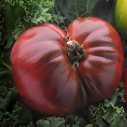 Large red tomato with green leaves in the background - HarvestNest Seeds