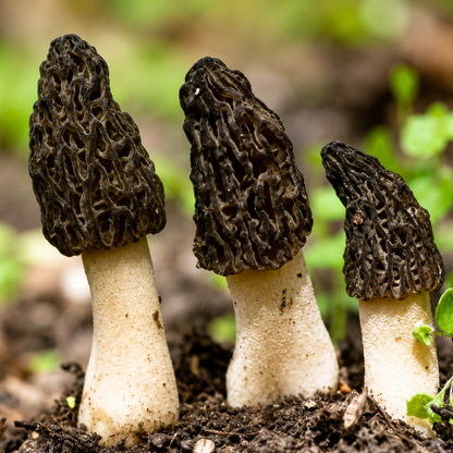 Black Morel mushrooms growing naturally in rich soil, prized for gourmet recipes and premium mushroom cultivation. HarvestNest Seeds.