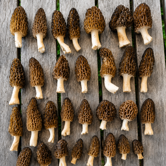 Fresh Black Morel mushrooms with rich honeycomb caps, prized for gourmet cooking and premium mushroom cultivation. HarvestNest Seeds