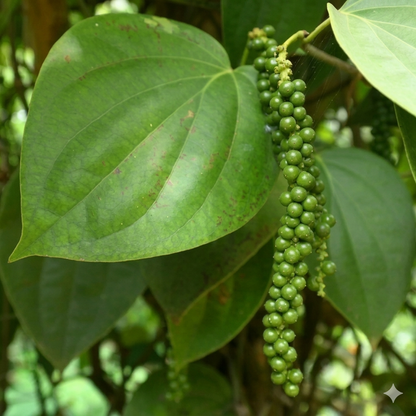10 Black Pepper Seeds – Piper nigrum (Peppercorn Vine)