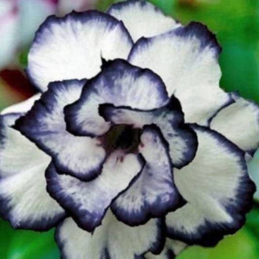 4 Black & White Desert Rose Seeds (Adenium obesum)