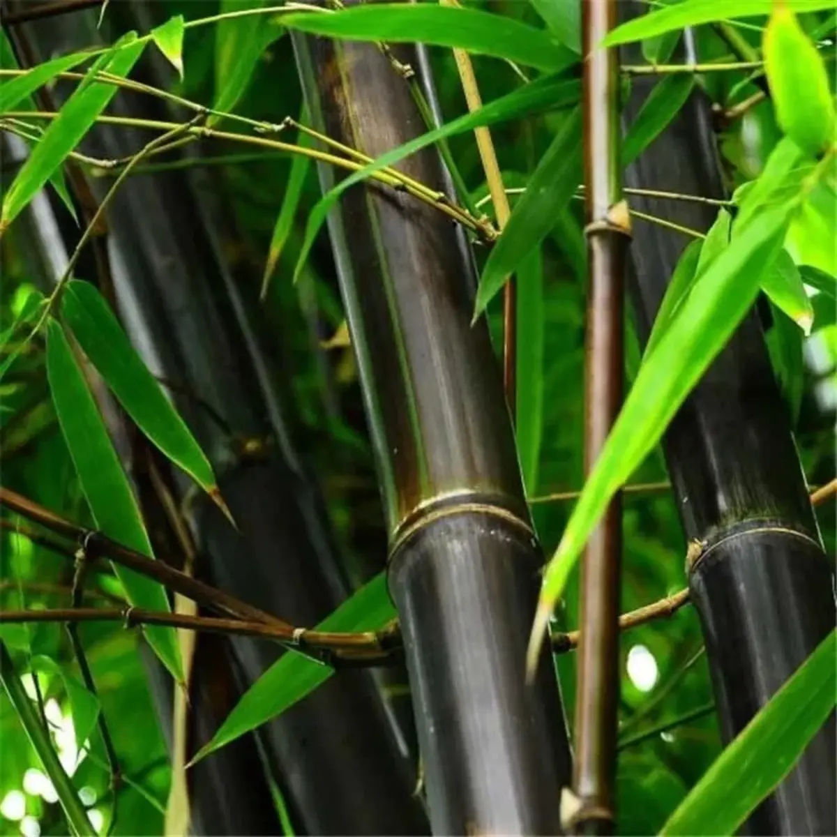 Close-up of dark green bamboo stalks with leaves - HarvestNest Seeds